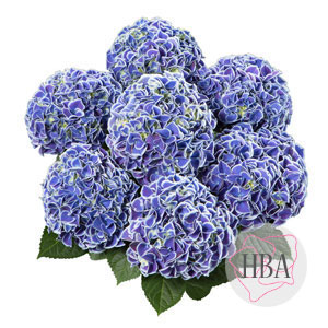 horTivoli blue