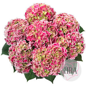 horTivoli pink