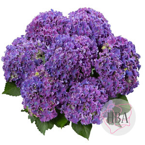 Curly® Sparkle blue purple