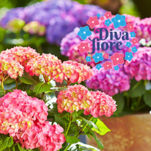 Diva-Fiore®-HBA Diva-Fiore®-HBA