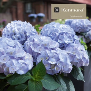 Kanmara®-de-Schoonheid Kanmara®-de-Schoonheid