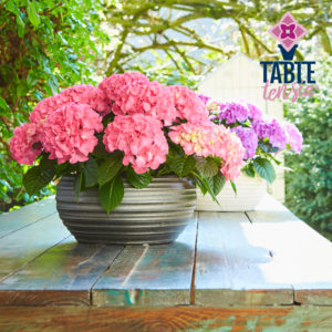 Tabletensia®-HBA Tabletensia®-HBA