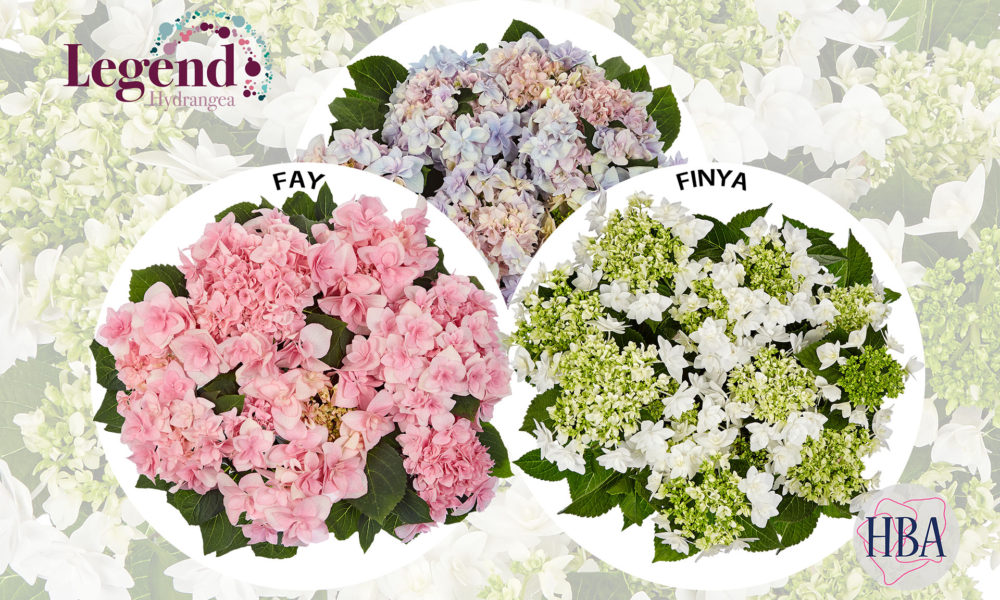 Hydrangea FYA en FINYA nieuw van HBA