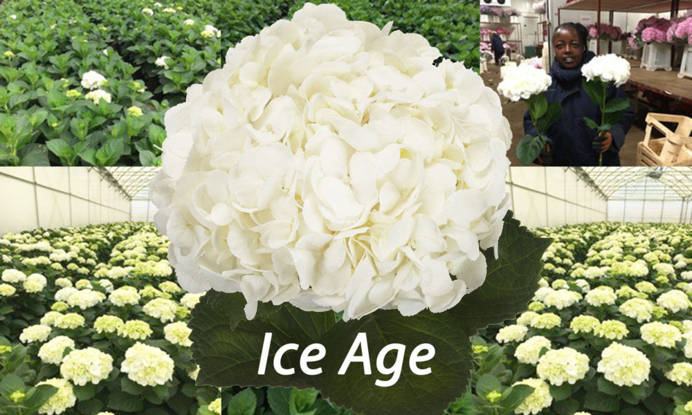 Hydrangea Ice Age - Blooming Innovations-HBA