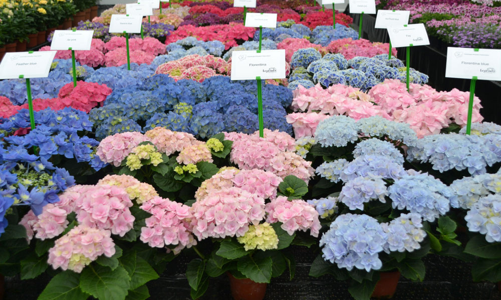 Hydrangea Night HBA