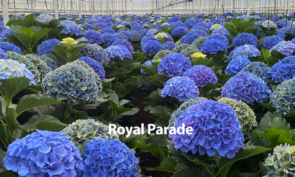 Snijhortensia Royal Parade HBA Open Dagen