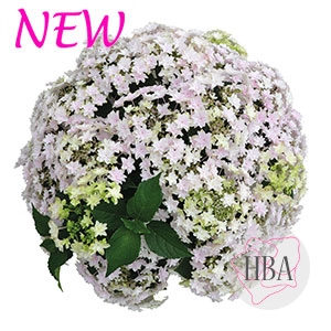 Haba soft pink