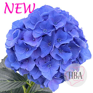 Royal Breeze blue